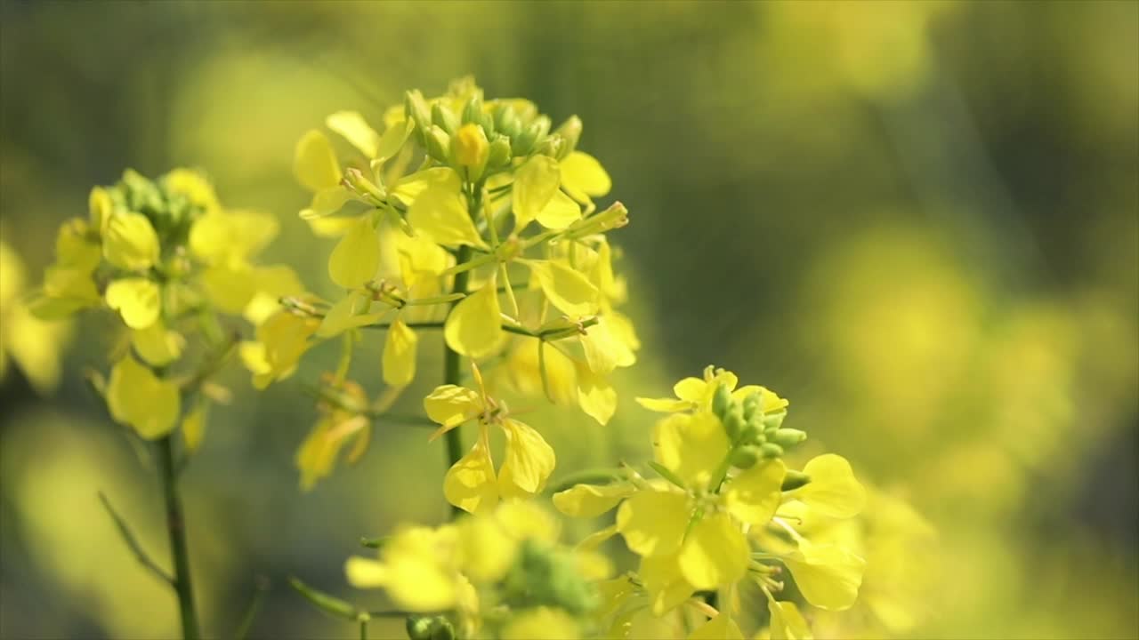 Mustard flowers. Mustard &ndash; mystical flower of happiness and health.