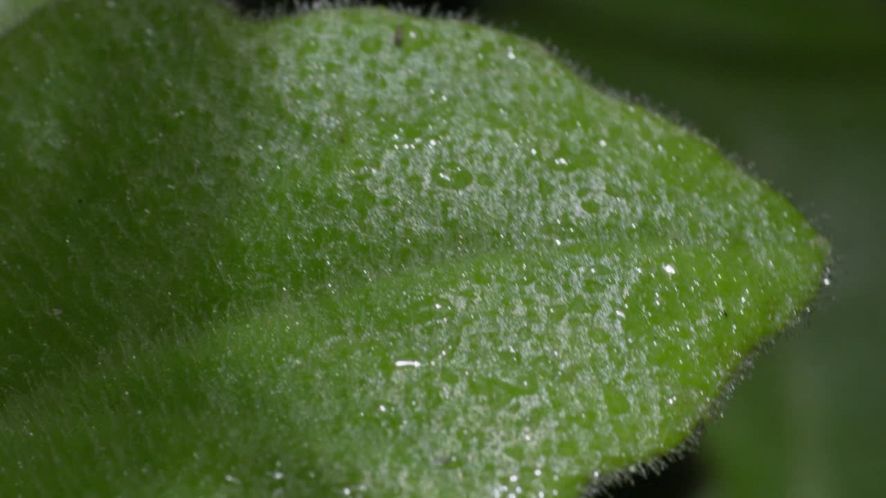 primer plano de una hoja húmeda