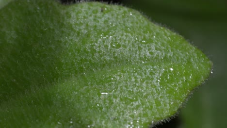 close-up of a wet leaf