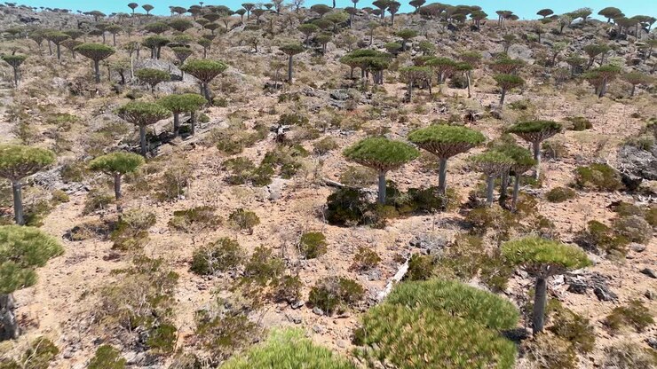 Foresta minacciata con alberi del sangue di drago endemici nell'Arcipelago di Socotra, Yemen.