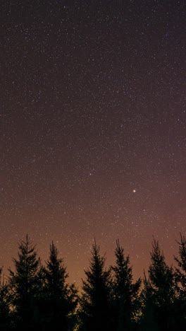 vertical stargazing timelapse of glittering stars and violet aurora borealis appearing above fir tree forest silhouettes. instagram story video for social media.