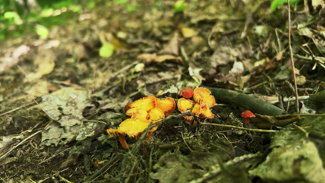 Golden Waxcap mushrooms growing from detritus on forest floor, low angle