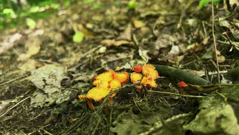 golden waxcap mushrooms growing from detritus on forest floor, low angle