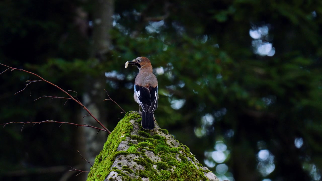 Ghiandaia eurasiatica selvatica si posa e vola nella foresta della regione di Gorski Kotar in Croazia. Scatto ravvicinato.