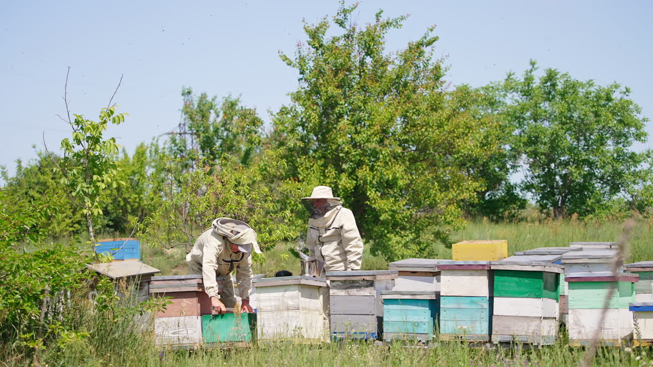 Little bee farm with wooden hives in fruit garden. Experienced male apiculturist working at the apiary. Sunny day backdrop.
