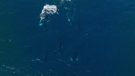 Group-of-humpback-whales-swim-together-and-breaks-surface-to-spout,-aerial-view