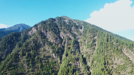 still shot of a hilltop full of cedar trees in neelum valley - the most expensive wood trees