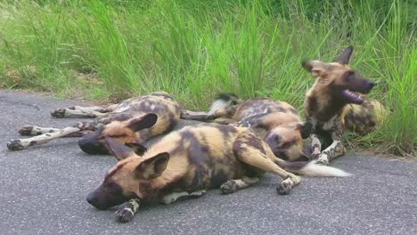 una manada de perros salvajes africanos en peligro de extinción se enfrían en la brisa a la orilla de la carretera