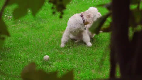 hund kratzt auf grünem gras. weißer labradoodle juckt auf dem rasen