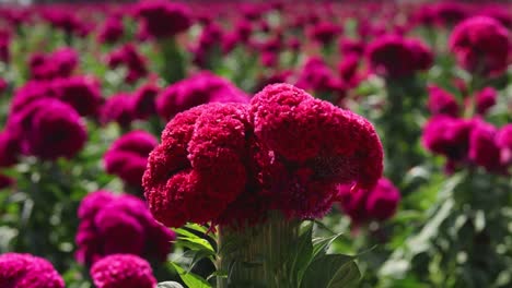 Imágenes-Fijas-De-Una-Flor-De-Terciopelo,-Con-Toda-La-Plantación-Al-Fondo.