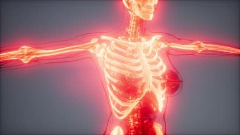 transparent human body with visible bones