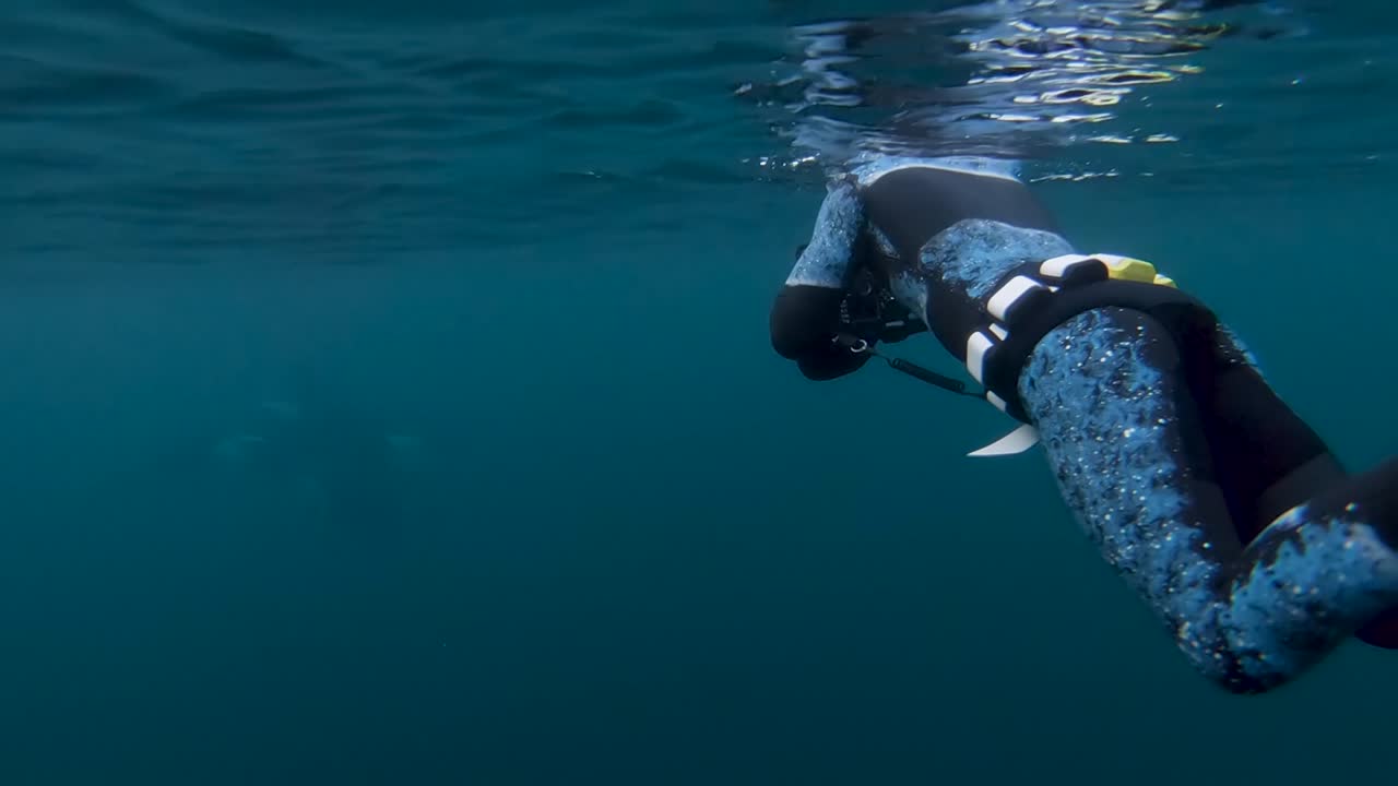 오카, 범고래는 노르웨이 수중에서 잠수복을 입은 잠수부들에 의해 수영합니다.
