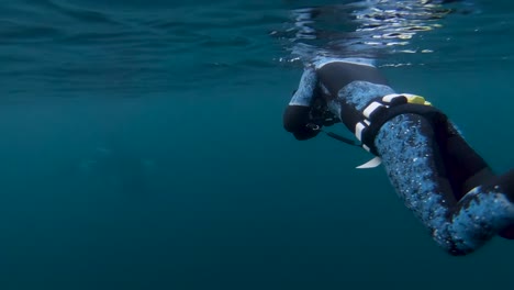 orcas, killer whales swim by divers in wetsuits underwater in norway