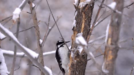 downy woodpecker close up