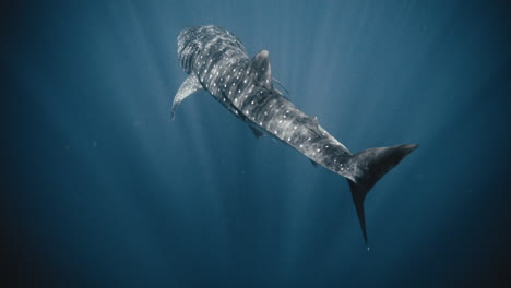 full body view from above whale shark as light beams trickle down in water