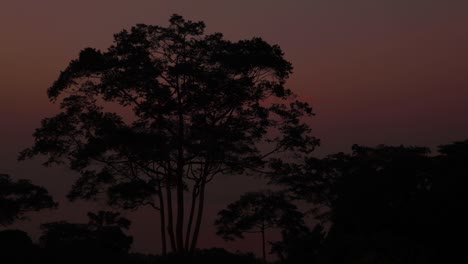 time lapse of sunset behind tree in kalangala, uganda. sky turns orange and darkens. lake victoria visible in background. leaves move in the wind