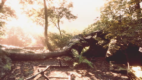 Rayos-De-Luz-Que-Atraviesan-Las-Hojas-En-Una-Jungla-Tropical