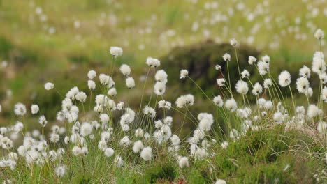 Beautiful white seed heads of hare&#039;s-tail cotton grass (Eriophorum vaginatum) during summery day of Norwegian nature.