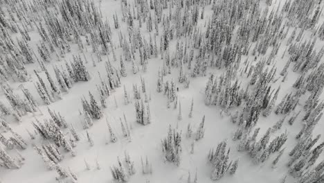 Drone-view-of-a-snowmobile-riding-through-snowed-woods-in-Revelstoke,-Canada