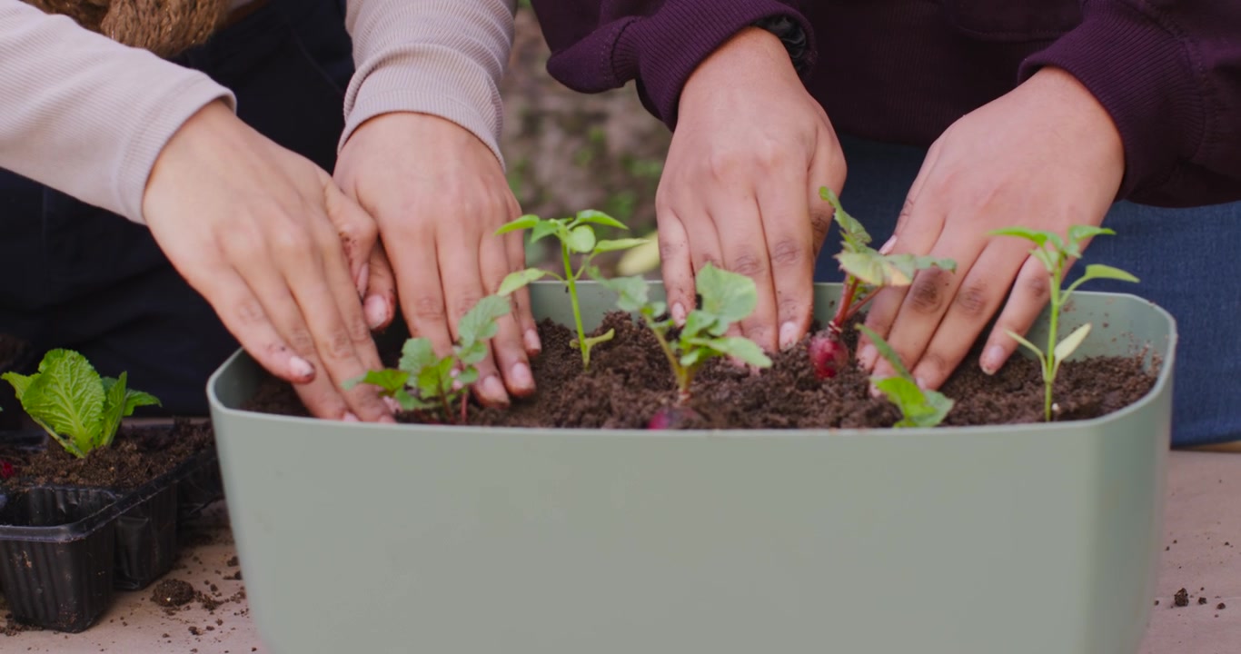 African American and Indian women prompted by tray planting seedlings in planter on garden table
