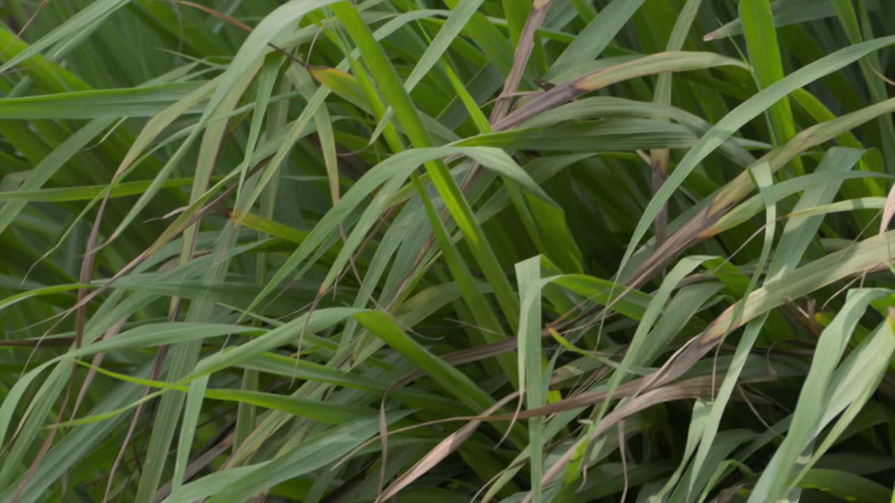 la hierba se balancea en el viento vista de cerca