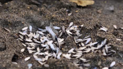 swarm of winged black flying ants, lasius niger, under a patio stone in a uk garden