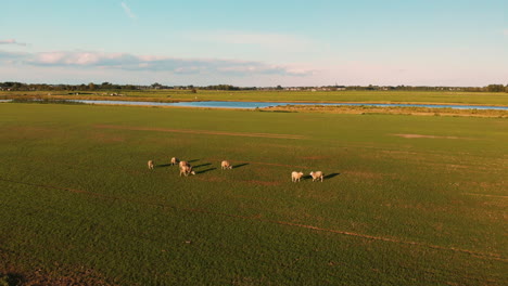 Animales-De-Granja---Ovejas-Blancas-Pastando-En-El-Exuberante-Campo-Verde-En-Una-Puesta-De-Sol-En-Utrecht,-Países-Bajos,-Europa