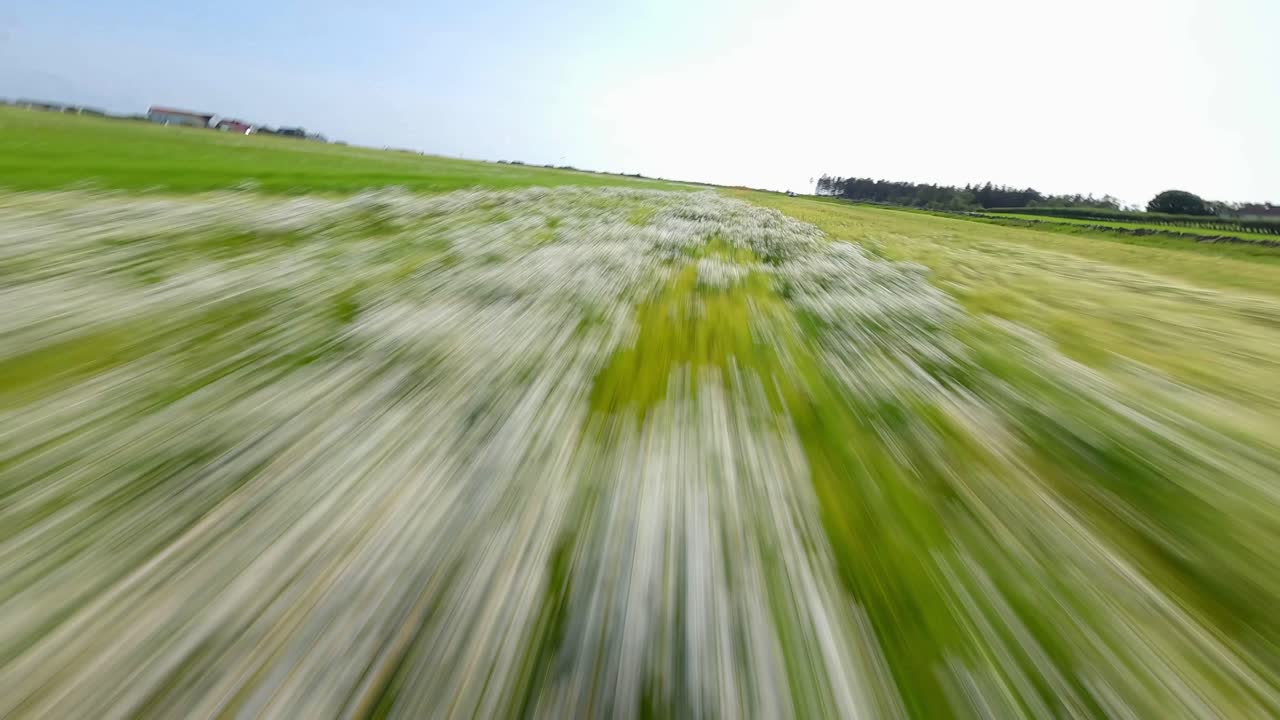 vuelo de velocidad fpv sobre el campo de flores en noruega durante un día soleado - baja altitud rápido avión no tripulado disparado en la naturaleza
