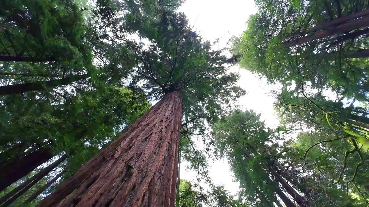 Sequoie giganti che si ergono verso il cielo