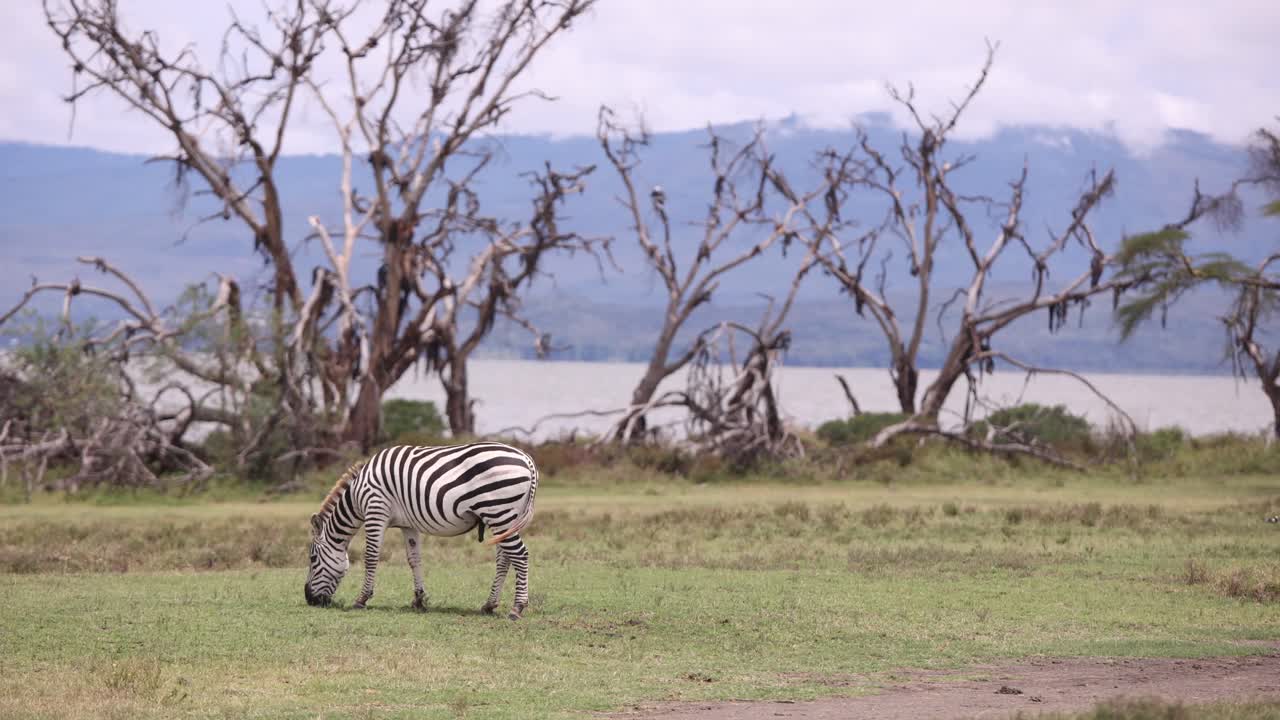 Zebra grazing on a grassy plain with dry trees and a lake in Crescent Island, Kenya, daytime