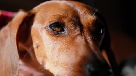 an extreme close-up shot of a red dachshund’s eye, capturing fine detail in soft natural light.