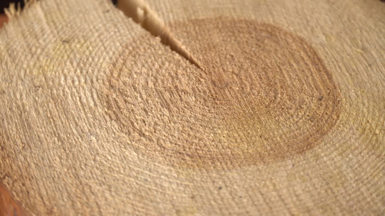 la sección transversal del viejo pino gira.