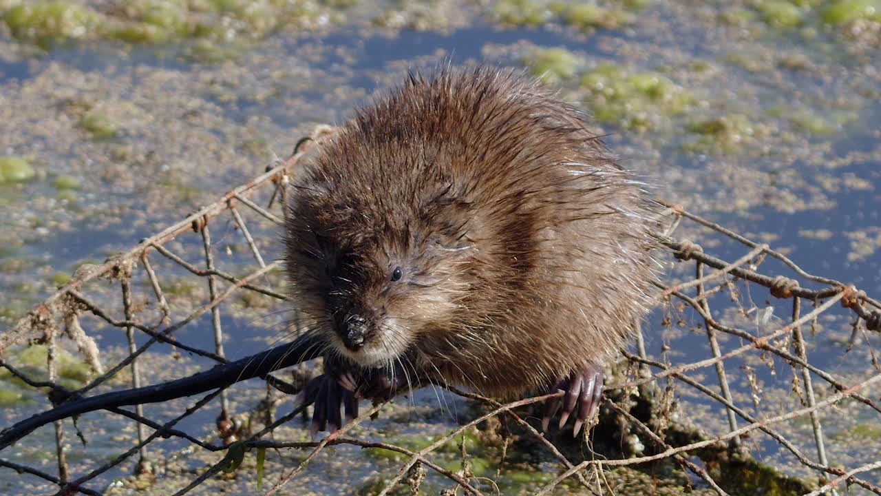 Muskrat cleans front paws on wire cage in algae covered pond water