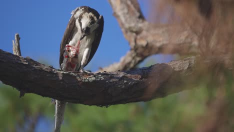 osprey ripping jaw from fish prey hanging over tree medium shot