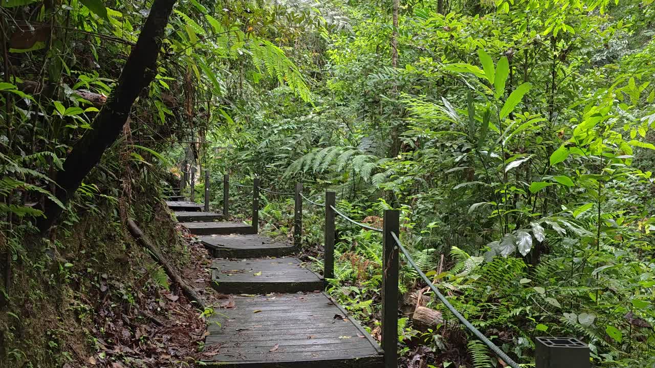 울창 한 초록 숲 에 있는 나무 로 된 갑판 길