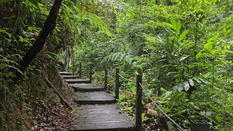 Wooden-deck-path-in-the-lush-green-forest