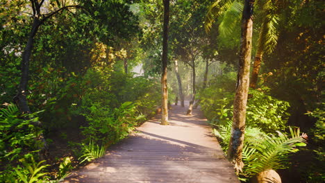 Camino-De-Madera-Que-Conduce-A-Través-Del-Denso-Bosque-En-El-Parque-Nacional