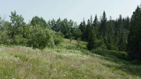 low to the ground shot with drone flying through trees, continued to fly