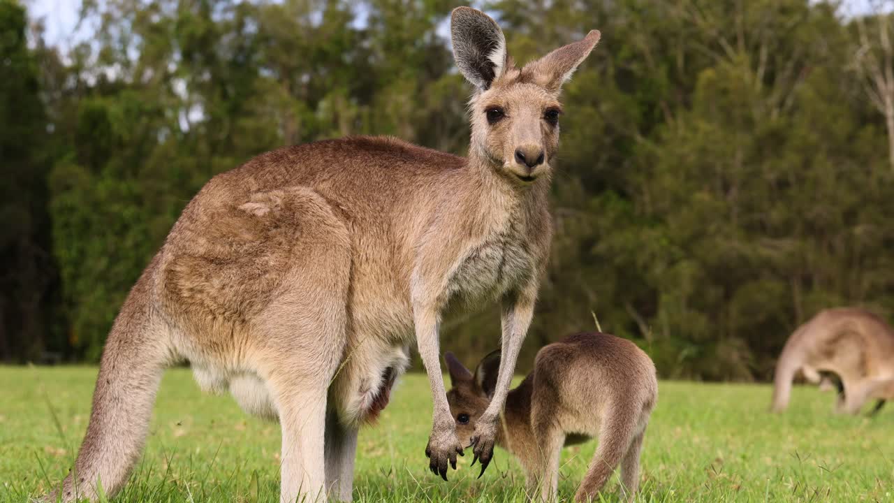 madre canguro y joey se unen en un campo de hierba