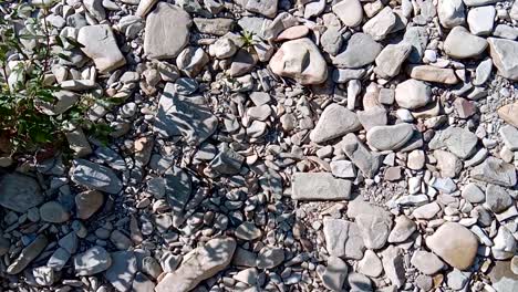 riverbed with rocks and plants