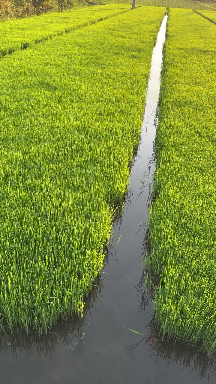 Risaia verde lussureggiante con canale d'acqua.