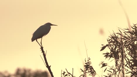 Kleiner-Weißer-Reiher-Auf-Ast-Mit-Weißem-Reiher,-Der-Während-Des-Sonnenuntergangs-In-Zeitlupe-Im-Hintergrund-Fliegt