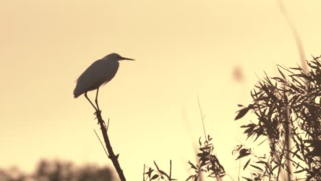 garceta blanca pequeña en rama con garza blanca volando en segundo plano durante la puesta de sol en cámara lenta
