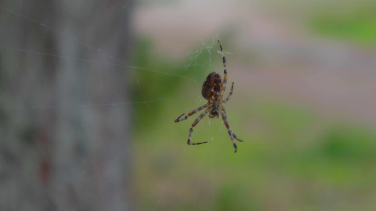 웹이 바람에 의해 낮은 움직임으로 이동하는 동안 숲에서 작은 거미 클로즈업