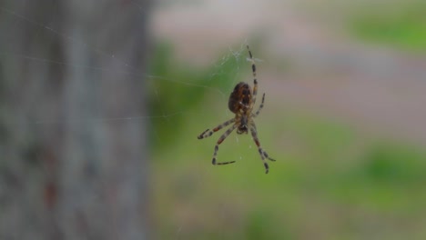 pequeña araña de primer plano en un bosque mientras la red se mueve en movimiento bajo por el viento