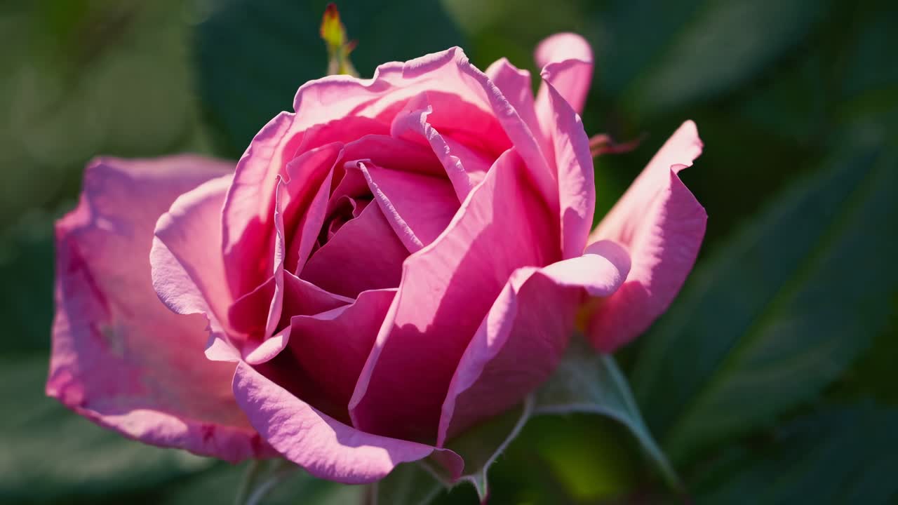Close-up video of a blooming pink rose, captured from a side angle