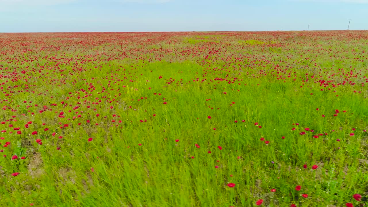 빨간 양 귀 비 필드