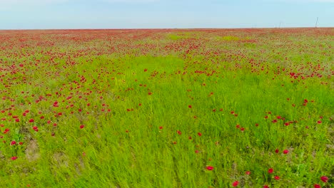 campo de amapola roja