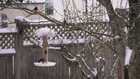 still motion footage of songbirds eating out of a bird feeder during a heavy snowfall in canada