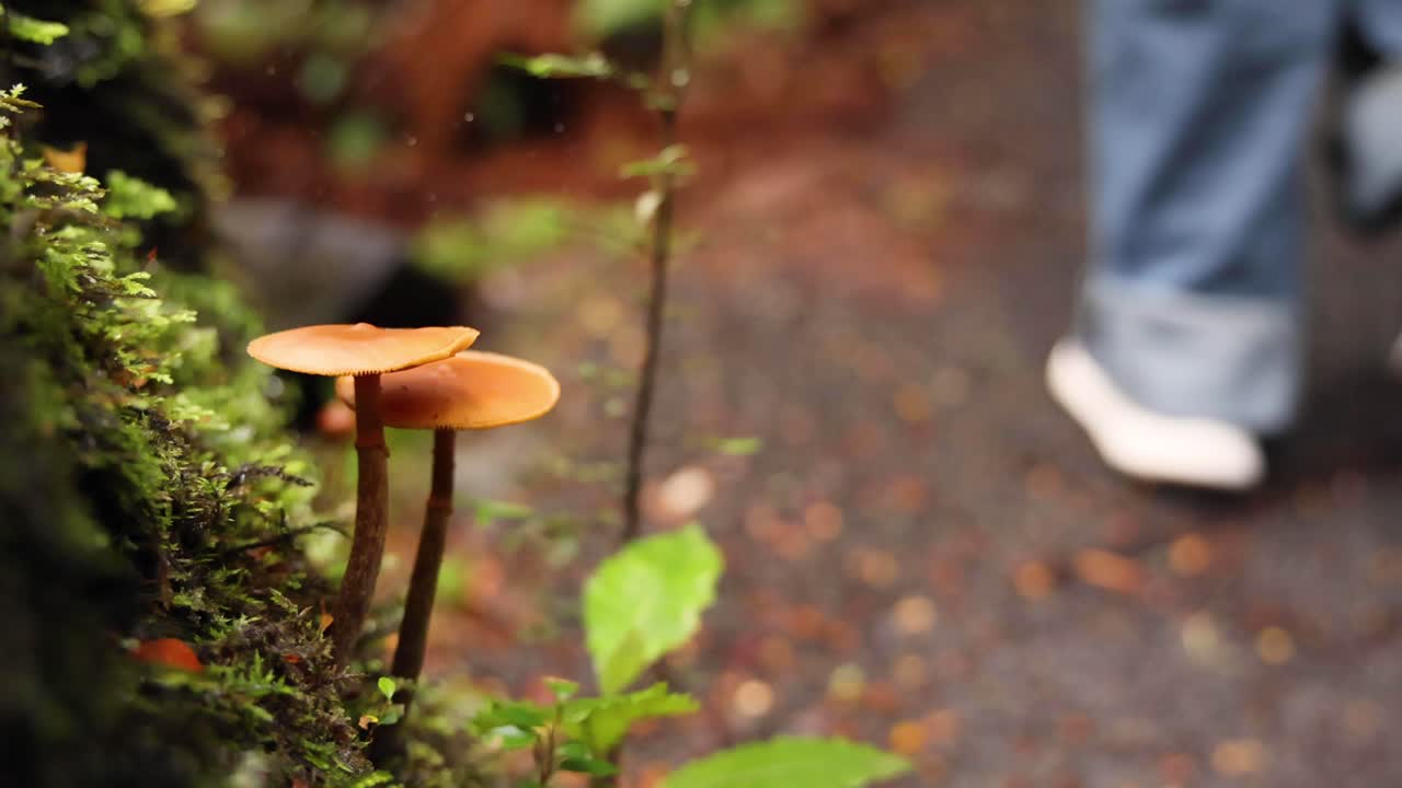 지나가는 발걸음으로 길을 가는 버섯